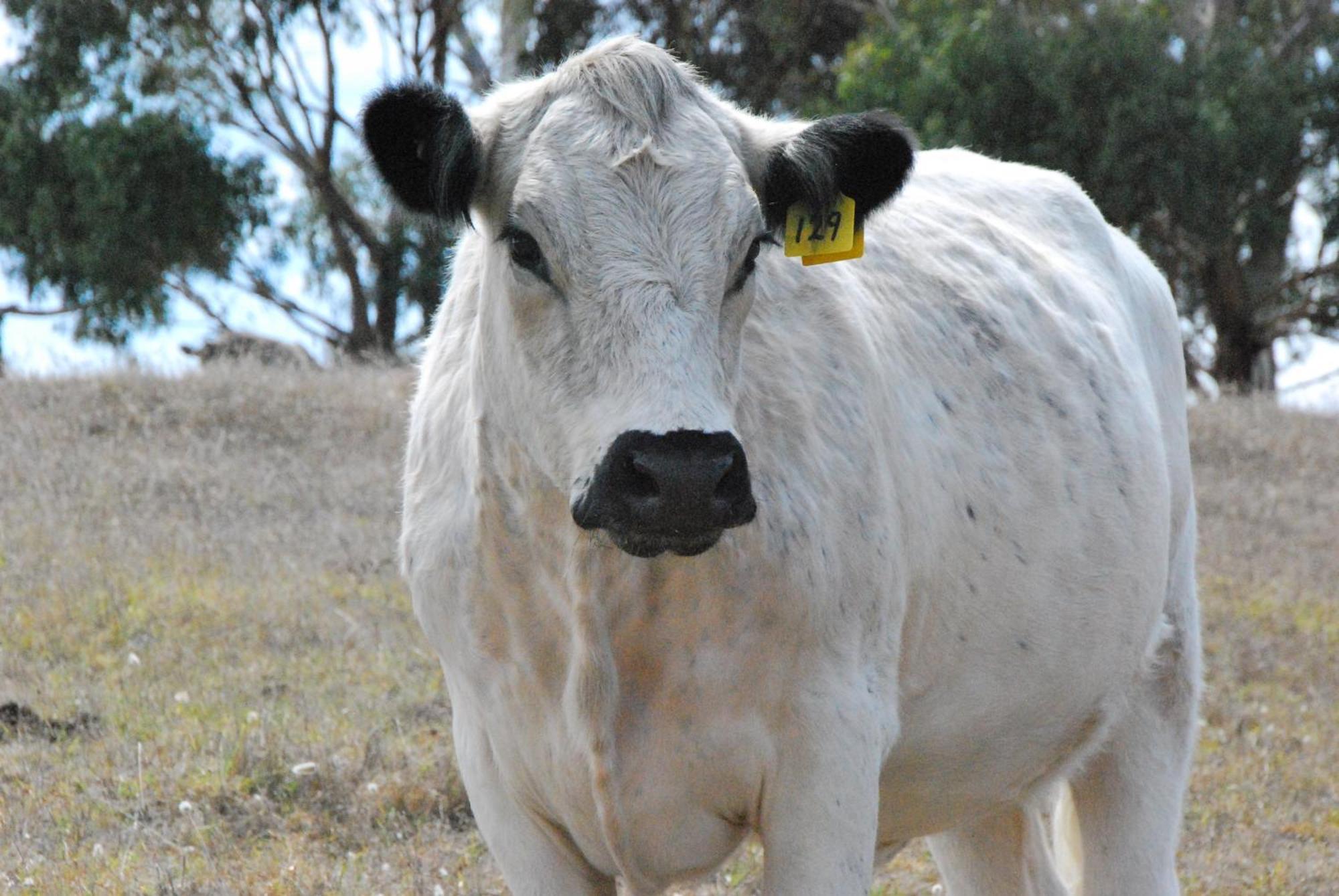 Back Valley Farmstay Bed And Breakfast Victor Harbor Dış mekan fotoğraf