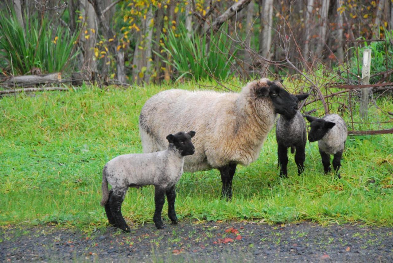 Back Valley Farmstay Bed And Breakfast Victor Harbor Dış mekan fotoğraf